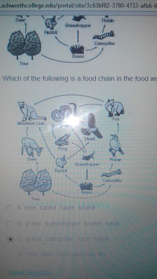 Which of the following is a food chain in the food web shown ?  a) tree, rabbit, hawk,