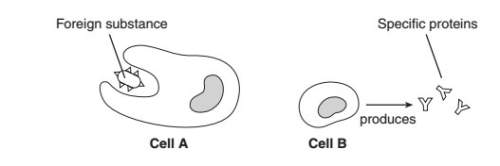 "the cells labeled a and b are examples of cells known as (1)guard cells (2)