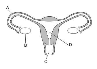 "within which structure does the placenta normally develop?  (1)a (2)b (3)c