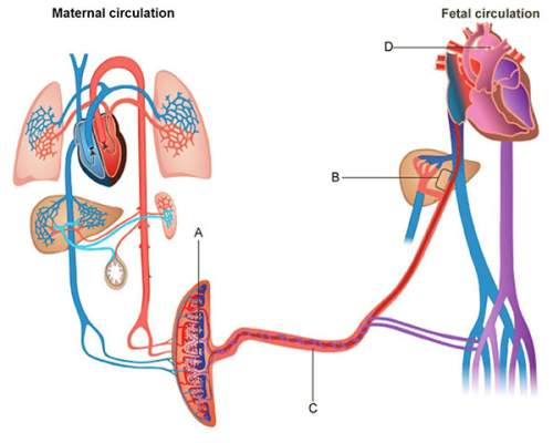 Based on the diagram above, which of the following describes the role of organ a? a) it enable
