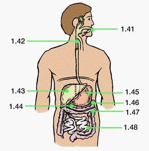 1. 1.41 a. liver  2. 1.42 b. stomach  3. 1.43 c. esophagus  4. 1.44 d. pancreas