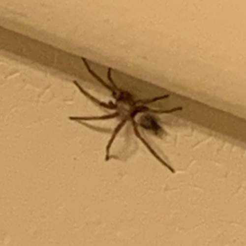 What kind of spider is this?  i think i got bit by it and i’m scared  what do i do