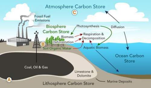 What is the next phase of the carbon cycle for the carbon source labeled a?  photo
