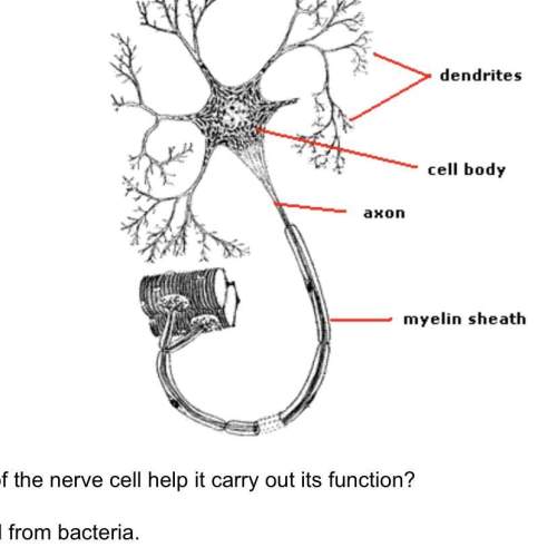 the diagram below shows a nerve cell. nerves pass signals