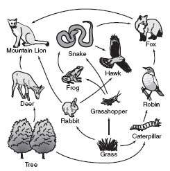 Which of the following is a food chain in the food web shown in the figure above?