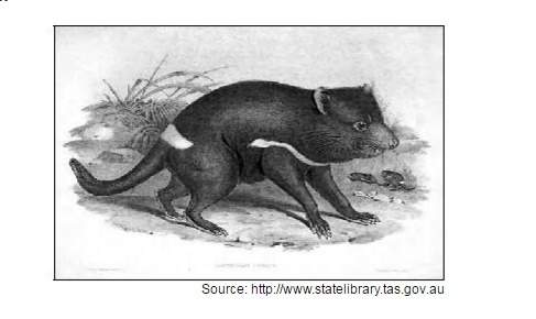"the tasmanian devil is the largest surviving carnivorous marsupial in australia. it is in danger of