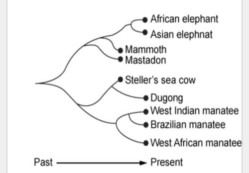 Which statement about the african elephant is correct?  a  it is the ancestor of the ste