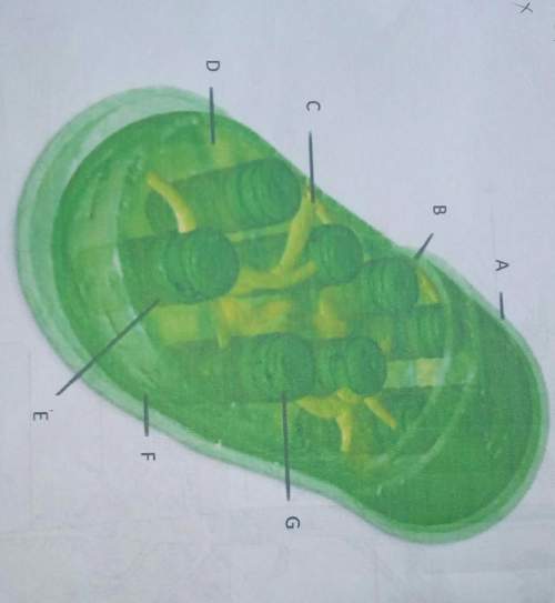 What is the image taken from the electron microscope shown in this figure which called as chloroplas