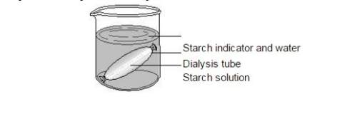 "which term correctly identifies the process by which molecules move through the dialysis tube membr