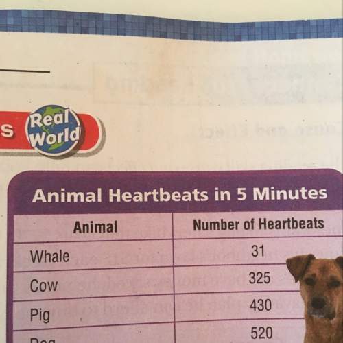 About how many times does a cow’s heart beat in 2 minutes