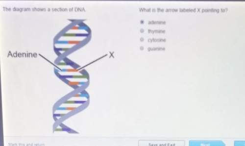 The diagram shows a section of dna what is the arrow labeled explain to not sure if it's a