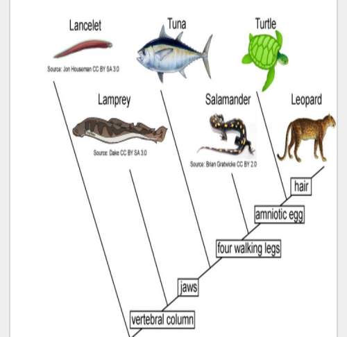 Which statement is supported by the cladogram?  a  the tuna does not have a jaws.&lt;