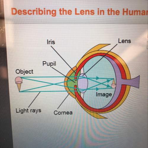 Based on the diagram, what type of lens is the human eye?