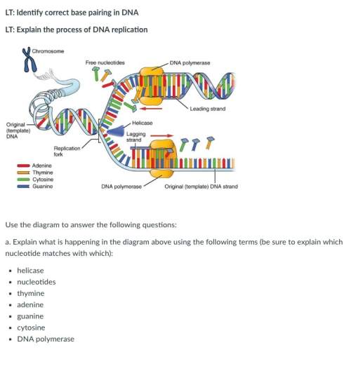 Dna replication (experts only) 100+brainy