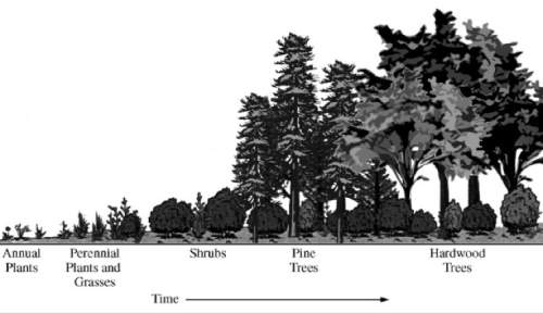 The diagram above shows the succession of communities from annual plants to hardwood trees in a spec