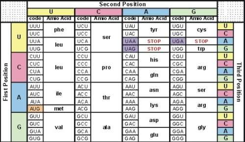 How many different codons can code for the amino acid tryptophan (trp)?  a) 1 b) 3