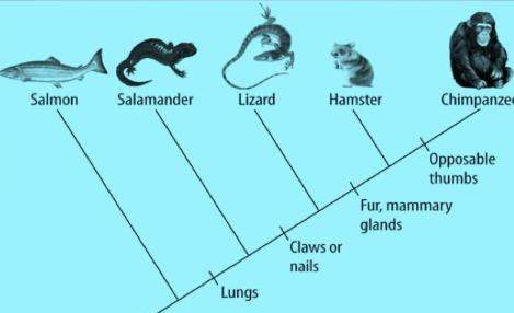 Study the cladogram below. which statement is true regarding the organisms on the cladogram? &lt;