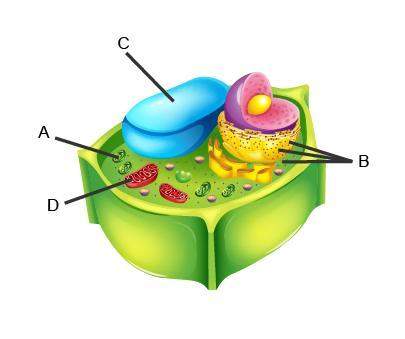 Which two structures produce energy that cells can use