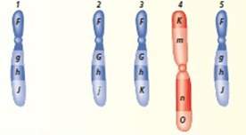 Which of the chromosomes #2-5 could be homologous with chromosome #1 can you explain?