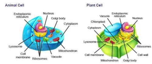 Using the picture below, compare and contrast the plant cell and the animal cell (what do they have