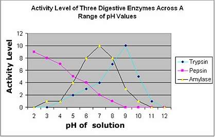 The graph illustrates the relative activity levels of three common digestive enzymes, where 0 repres
