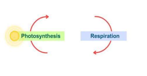 Look at the red arrows, and think about the photosynthesis and respiration reactions. each red arrow