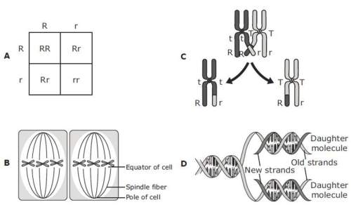 Which diagram demonstrates how crossing-over contributes to genetic variety during meiosis? &lt;