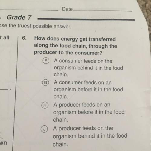 How does energy get transferred along the food chain, through the producer to the consumer?