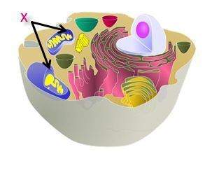 "the diagram shows the inside of a eukaryotic cell. which process occurs in the structur