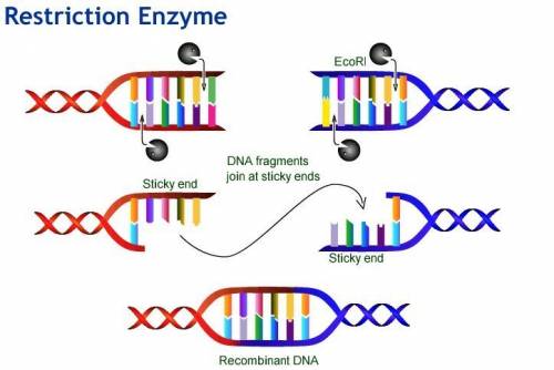 Restriction enzymes are used in making recombinant dna. describe the role restriction enzymes perfor
