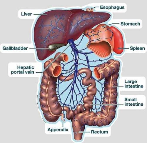 What organ is the first to receive nutrients that have been absorbed from the digestive tract?
