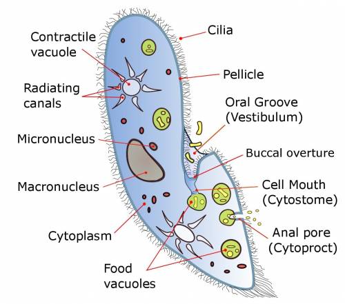 Which group of protists would be most likely to have cilia as adults and why?  (1 point)the sporozoa