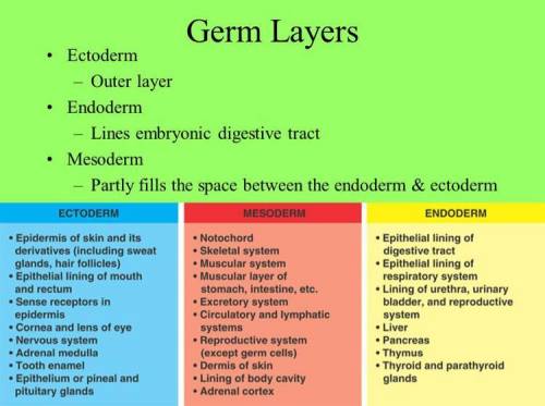 Match each organ with the germ layer from which it is formed. mesoderm ectoderm endoderm