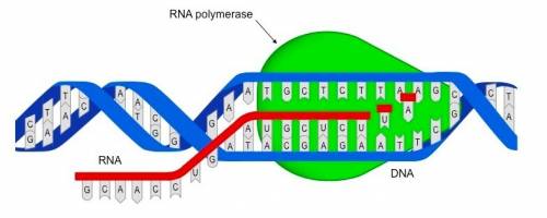 The letter x in the diagram below represents what enzyme used in the process shown?  a. dna polymera