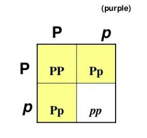 If a plant with the genotype pp is allowed to self pollinate, what are the possible genotypes of the