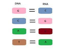 Fill in the blank spaces on the dna &  rna pairing conversion chart (   )