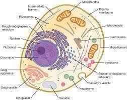 37 points  asap which cell organelles have their functions listed correctly?