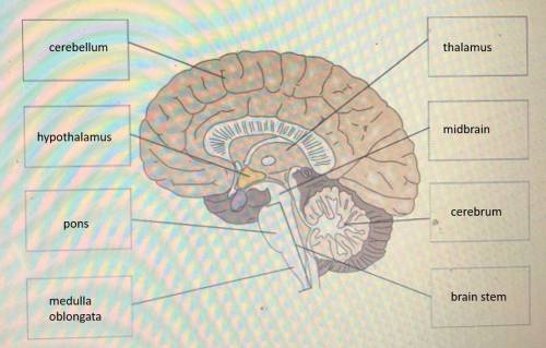 Drag each label to the correct location on the diagram. label the parts of the brain