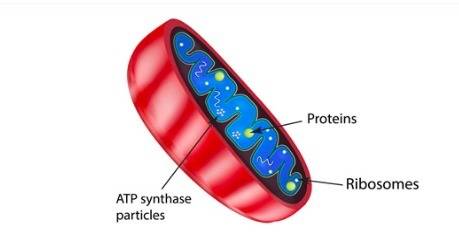 Which phrase describes the function of the mitochondria