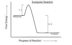 Which of the following is true for all exergonic reactions?  the reaction releases energy. a net inp