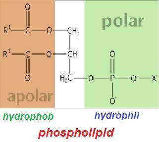 What functional feature(s) does the phosphate group contribute to the structure of a phospholipid?