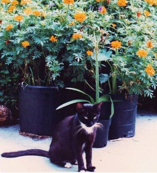 Compare and contrast the black cat and marigolds