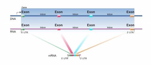 Coding regions of the dna found in chromosomes are known as ?