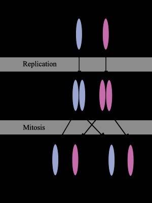 How many chromatids are in each replicated chromosome
