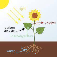 Photosynthesis is the process in which plants use energy from light to produce   a. new cells  b. gl