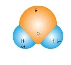 Sketch a space filling model of a water molecule, show polarity by label positive and negative charg