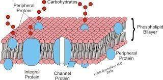 Which word best describes the structure of the cell membrane?  a rigid b layered c impermeable d non