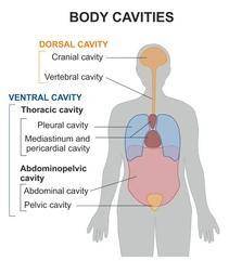 Which body cavity affords the least protection to its internal structures?
