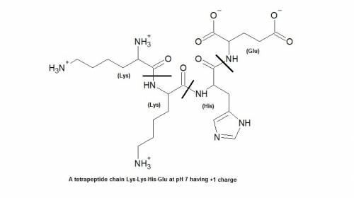 What is the charge on the tetrapeptide lys-lys-his-glu at ph 7?