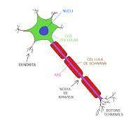 How does the structure of a neuron relate to its function in the body?